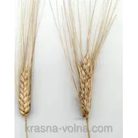 Семена ярой пшеницы Спадщина, элита