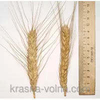 Семена озимой пшеницы Роскошная, элита